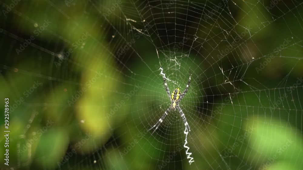 Close up of a Yellow Creepy Spider on Web Close up of a Yellow Creepy Spider on Web