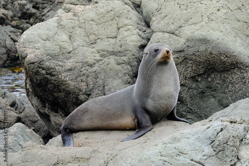 New Zealand Fur Seal near Kaikoura, Canterbury, New Zealand