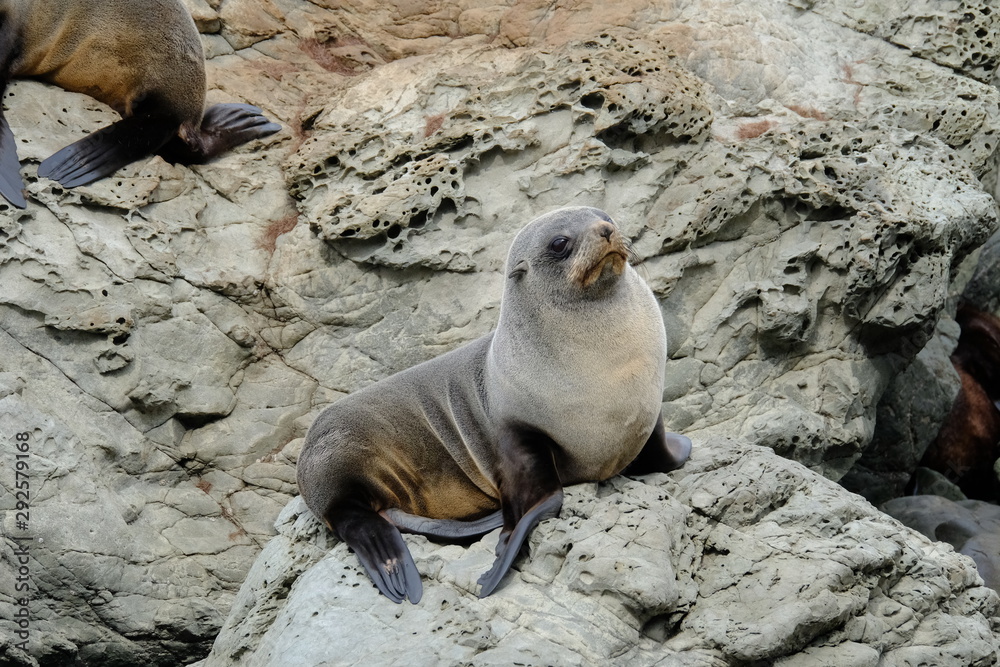 Obraz premium New Zealand Fur Seal near Kaikoura, Canterbury, New Zealand