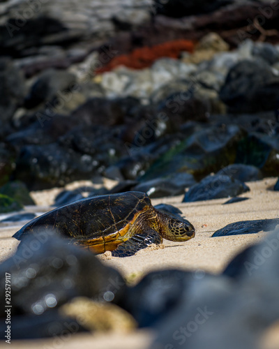 turtle on the beach