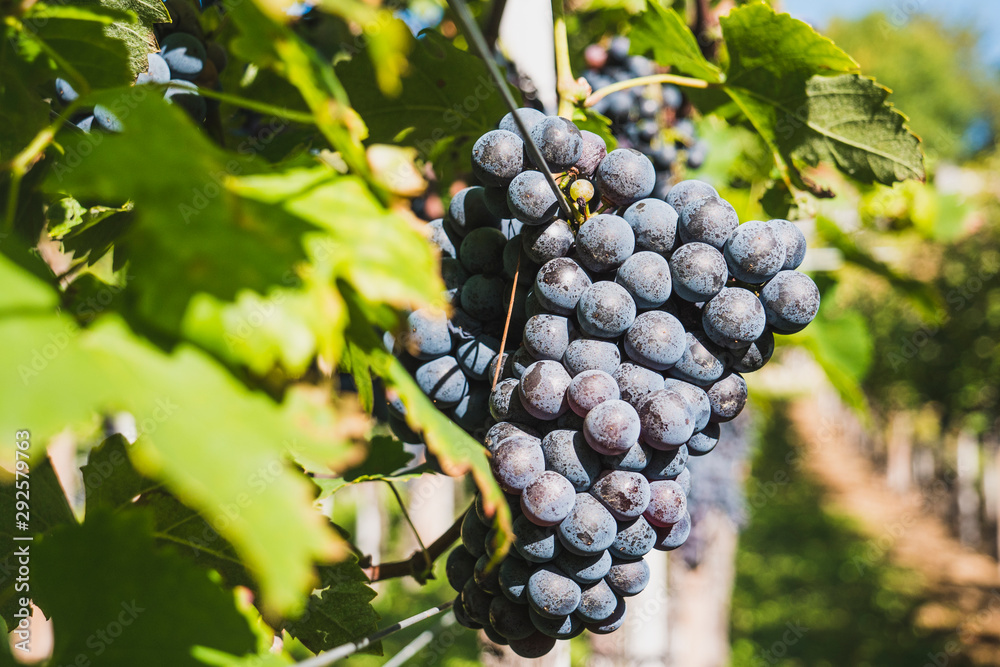 Purple red grapes with green leaves on the vine. fresh fruits