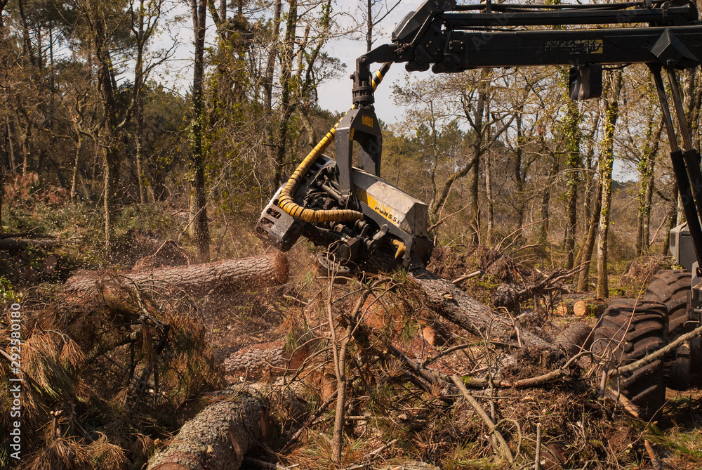 Tree felling with heavy machinery Tree felling with heavy machinery