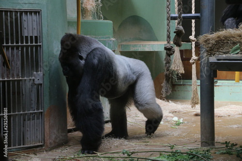 Gorilla named Bokito in the Rotterdam Blijdorp Zoo, famous due to his escape in 2007 when people get wounded photo