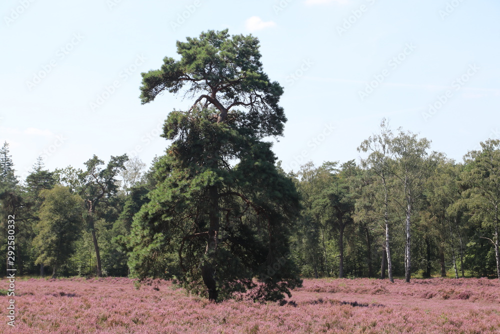 Fototapeta premium heathland in purple color in Gelderland on Veluwe on the end of the summer in the Netherlands