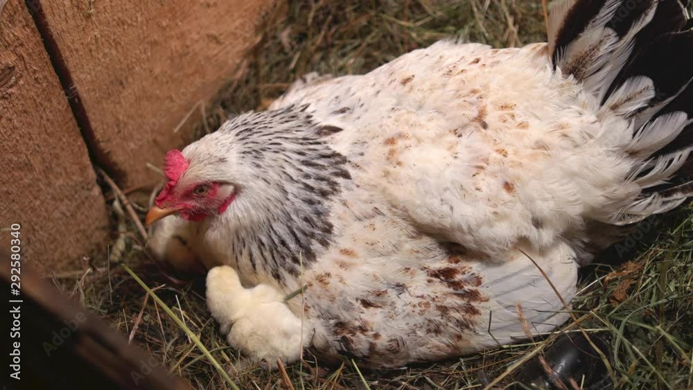 Nesting mother hen with chicks. How to hatch eggs with a broody hen