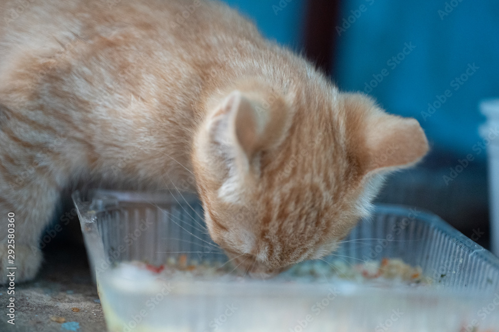 Homeless kitten eating his lunch - obrazy, fototapety, plakaty 