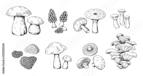 Hand drawn mushrooms. Vintage sketch of porcini portobello fungus morel truffle and oyster mushrooms. Vector illustration isolated doodle engraved variety raw fungus set on white background photo