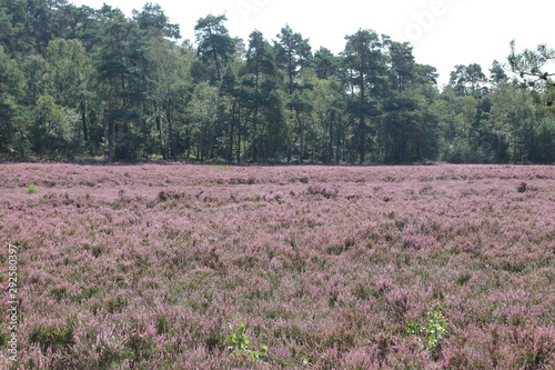 heathland in purple color in Gelderland on Veluwe on the end of the summer in the Netherlands