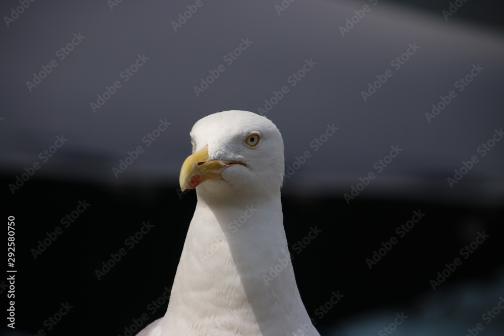 Seagull head in close up taken in the Netherlands Seagull head in close up taken in the Netherlands