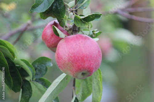 Jonagold apple hanging in the tree, partly eaten by jackdaw in the summer