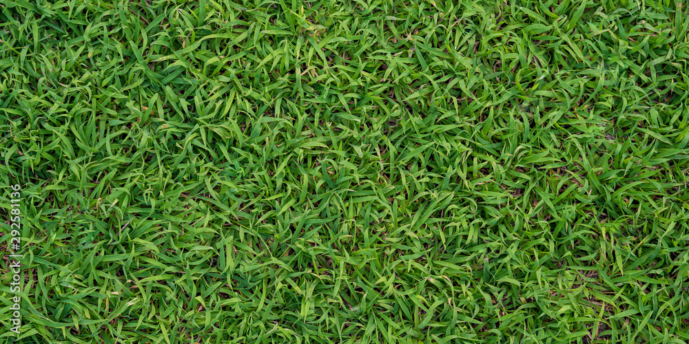 Green grass background Green grass background