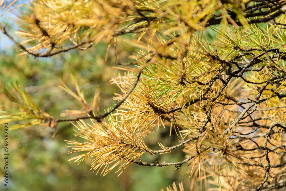 Fototapeta premium Yellowed pine needles close-up. Pine branch lit by the sun.