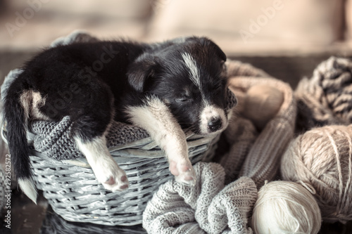 Fototapeta Naklejka Na Ścianę i Meble -  Little cute puppy lying with a sweater.