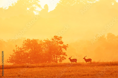 Males Hog Deer relaxing in the grassland at sunrise.
