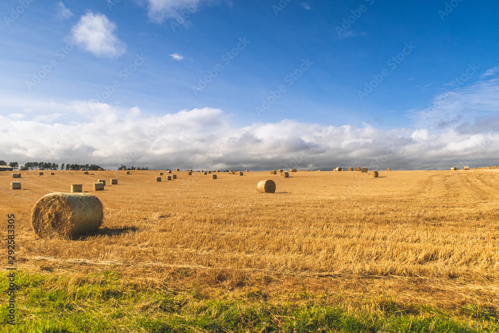 Fototapeta premium Campo de heno
