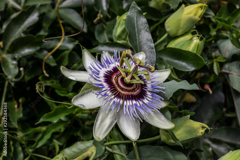 Passionsblume Passionsblume