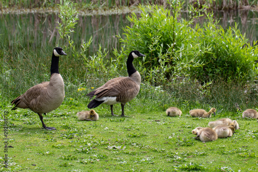 Geese and their baby geese on the grass by a little pond Geese and their baby geese on the grass by a little pond