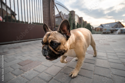 Young french bulldog outdoors