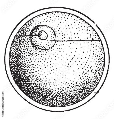 The Cell, the elementary egg of all organized beings, vintage engraving.