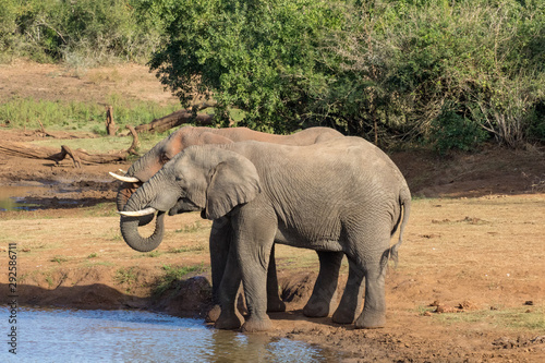 Elephant Duo
