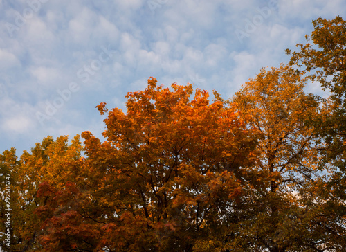 Yellow orange autumn foliage of trees and blue sky nature background