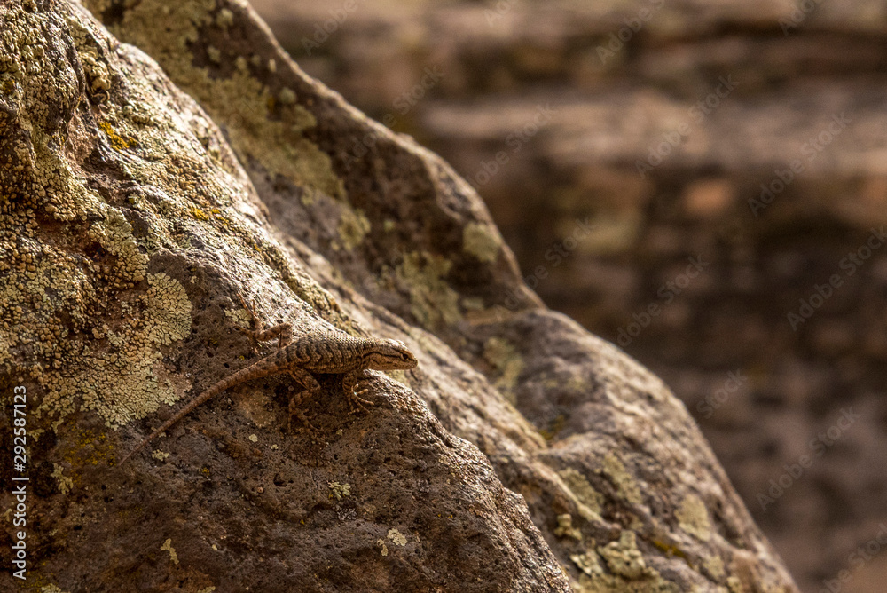 Lizard Climbing up a Rock in Zion National Park Lizard Climbing up a Rock in Zion National Park