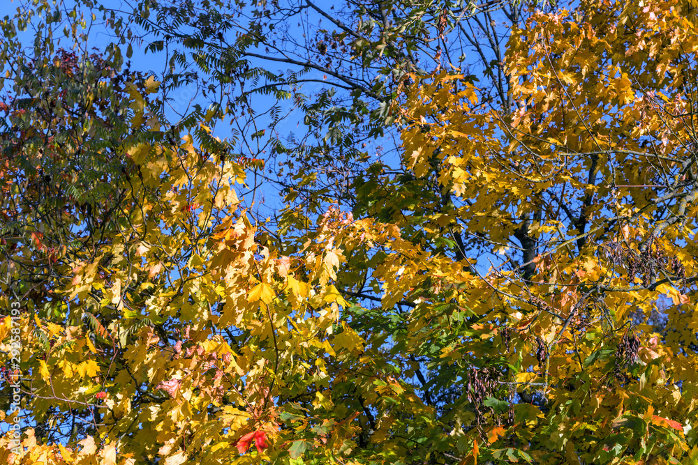 autumn foliage against the blue sky