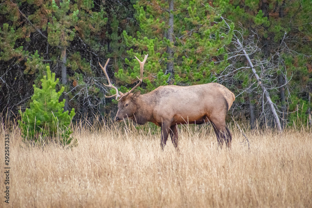 bull elk in the forest bull elk in the forest
