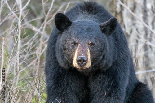 Mama Black Bear