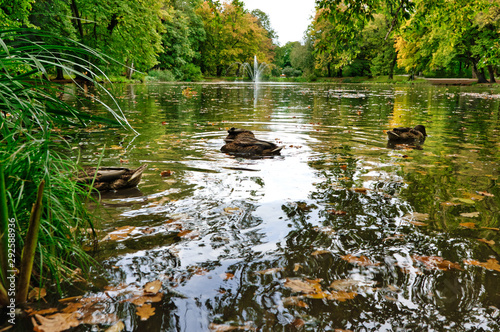 Enten auf dem Teich im Kurpark Bad Aibling, in Oberbayern photo