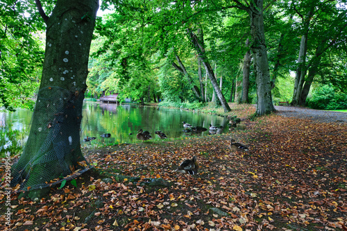 Zutrauliche Enten am Ufer eines Teiches im Kurpark Bad Aibling, in Oberbayern photo