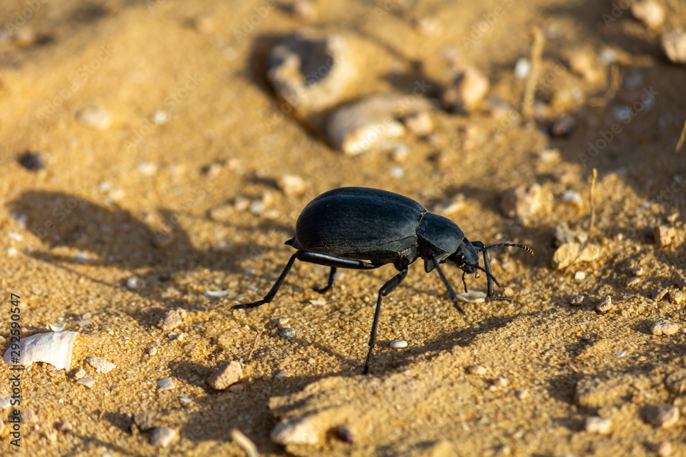 bug closeup sand desert 