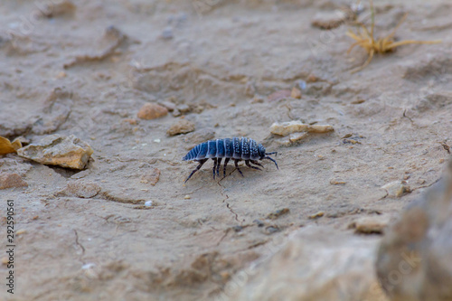blue bug in desert