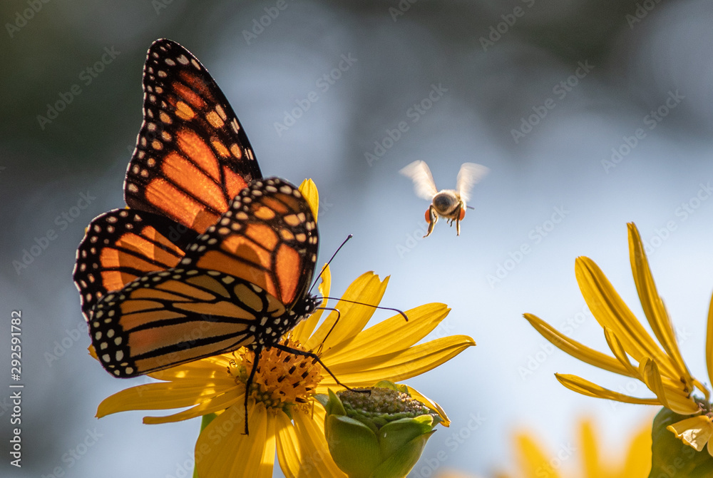 Bee and butterfly