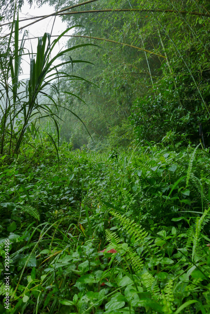 Fototapeta premium Forrest path