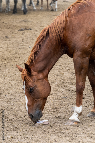 Portrait of a chestnut horse working a salt lick in a dirt corral