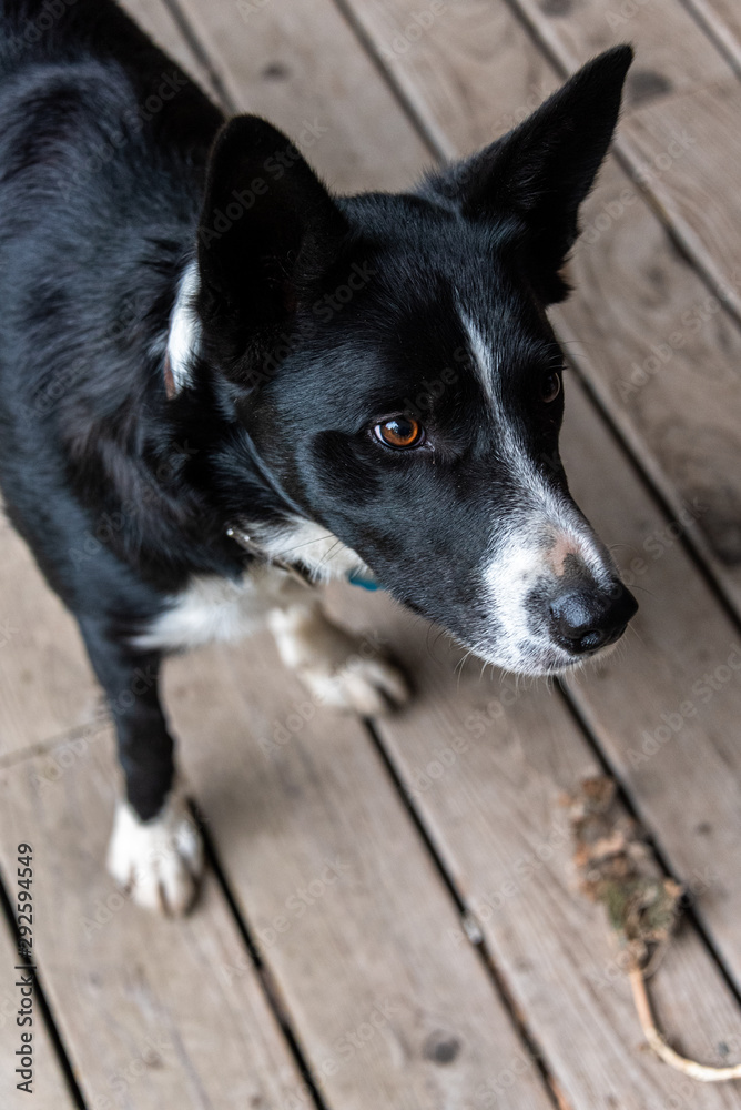 Border collie on wood deck alert and watching expectantly for a treat
