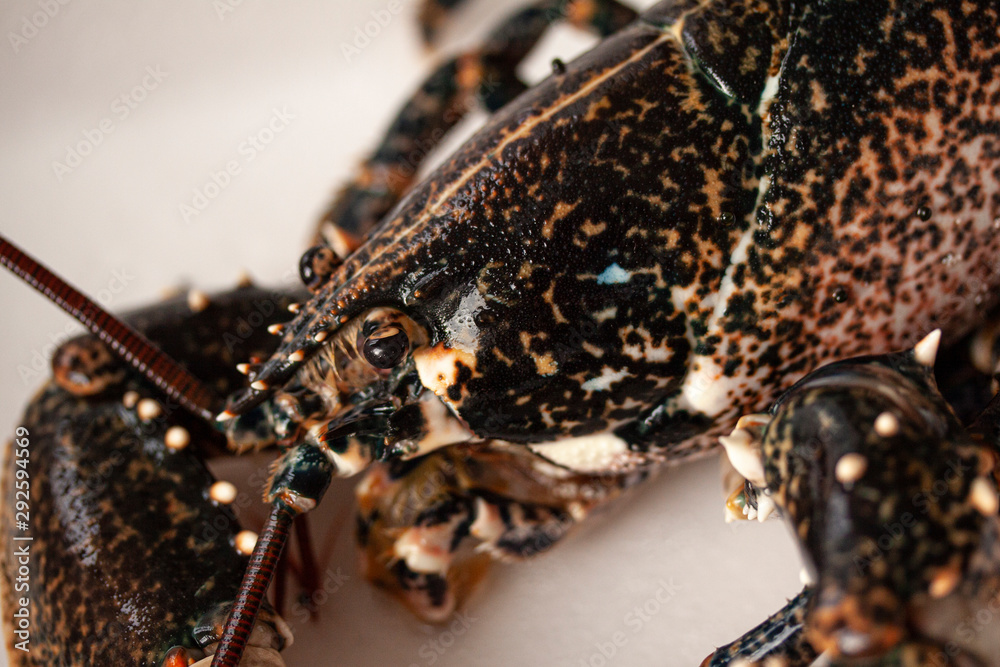 Close up macro image of the head of a black lobster alive. Image. Close up macro image of the head of a black lobster alive. Image.