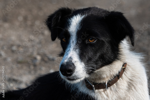 Portrait of an older border collie with leather collar against a gravel drive as a background