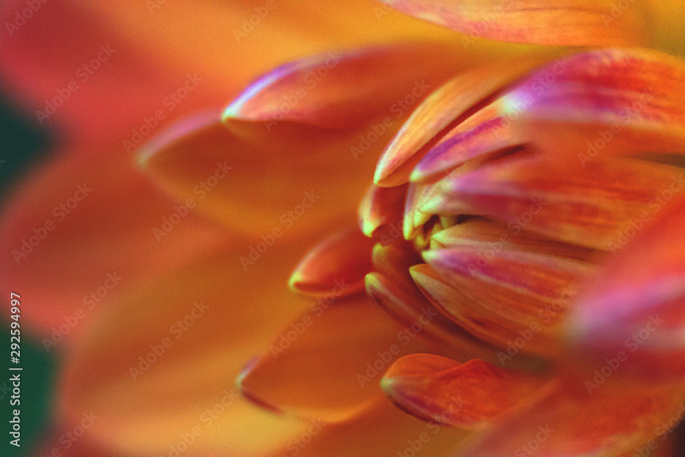 Close-up Macro Center of Orange and Red Flower