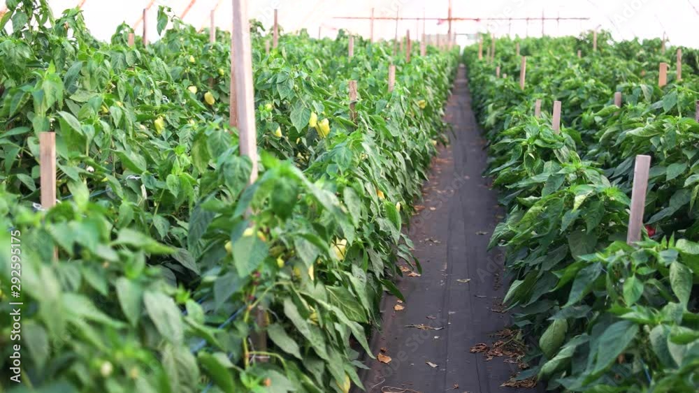 Cultivation of bell peppers in commercial greenhouse. Greenhouse bell pepper market. Ecological farming concept.