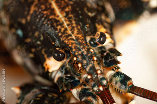 Close up macro image of the head of a black lobster alive. Image.