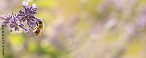 Bee is collecting honig from a lavender flower in front of blurred background