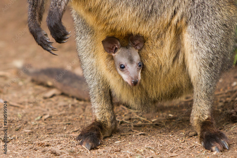 Wallaby Joey in the Pouch Wallaby Joey in the Pouch