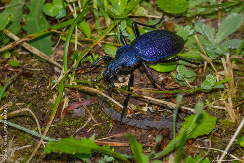 Huge Violet Ground Beetle - Carabus (procerus) scabrosus photo