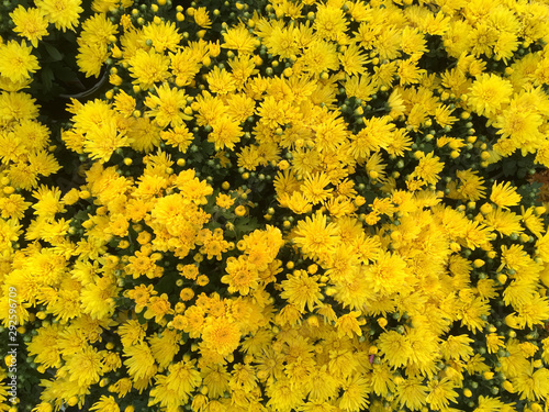 Yellow golden Chrysanthemums flowers with beautiful blossoms