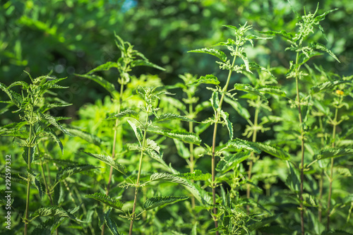 Thickets of nettles in the forest on a background of trees. Summer flowering of medicinal plants. Huge nettle bush. Collection of healing herbs.