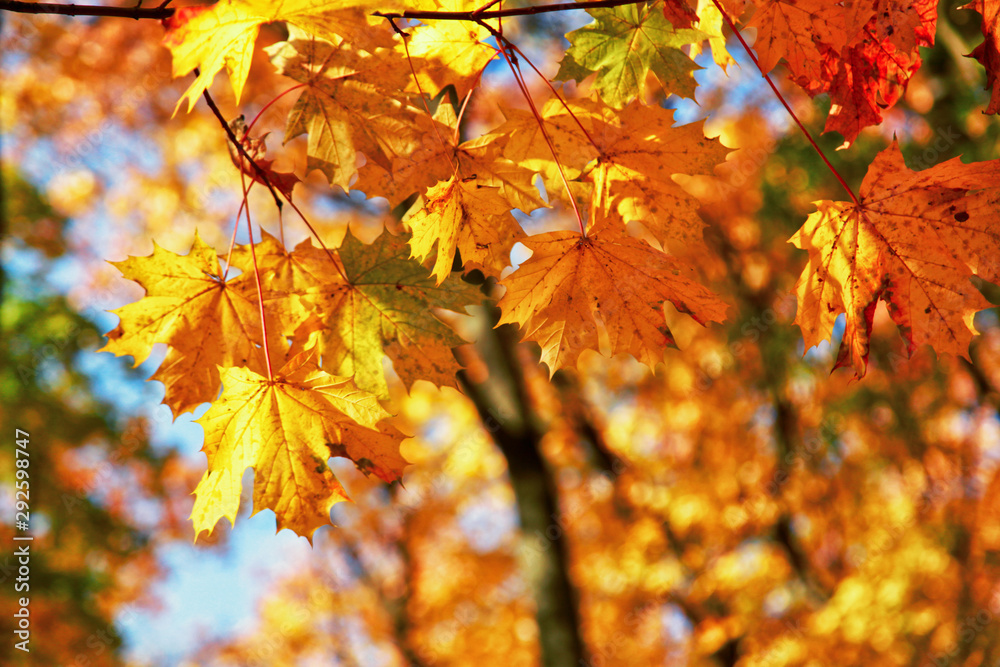 Goldener Herbst Goldener Herbst