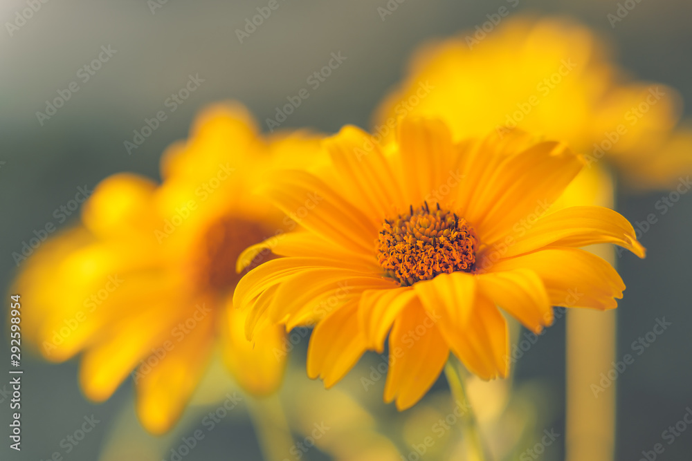 Yellow Flowers With Soft Blur Background. Rudbeckia Flowers in Bloom, Beautiful Floral Background Yellow Flowers With Soft Blur Background. Rudbeckia Flowers in Bloom, Beautiful Floral Background