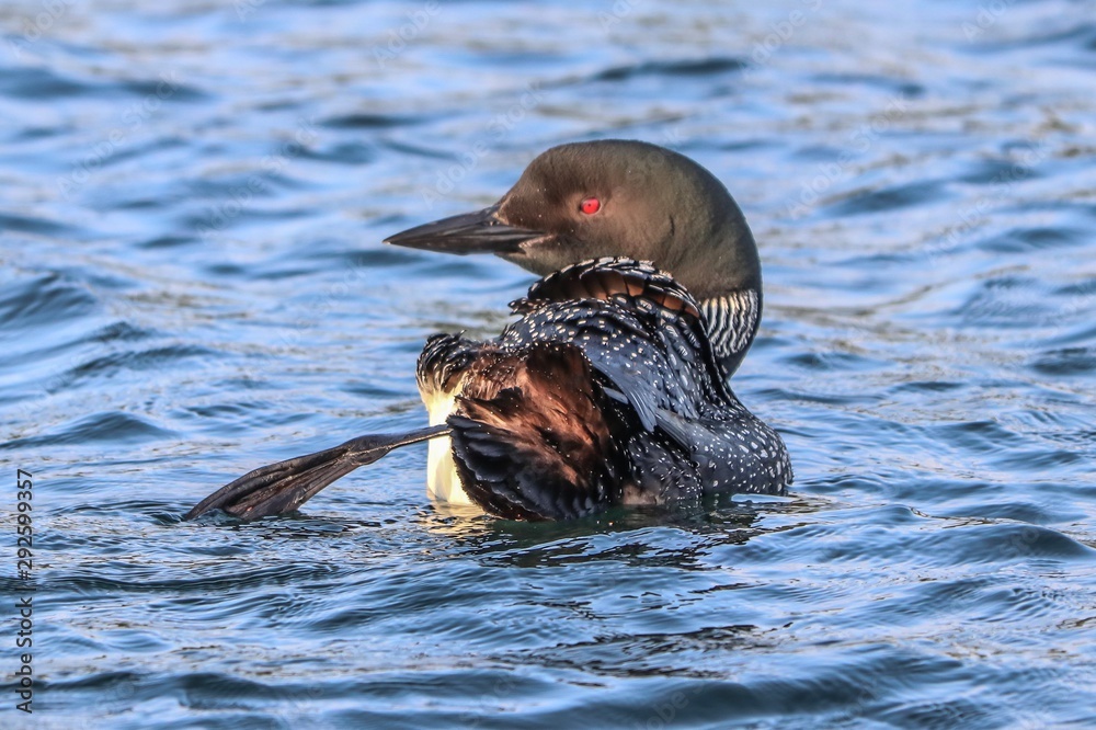 Fototapeta premium hippo in the water